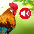 Animal sounds & wallpaper icon