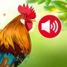 Animal sounds & wallpaper icon