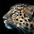 Cheetah Leopard Wallpaper icon