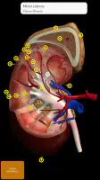 Anatomy 3D Atlas screenshot