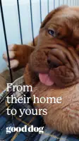 Good Dog: Find Your Puppy screenshot