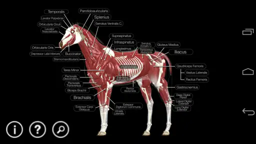 Horse Anatomy: Equine 3D screenshot