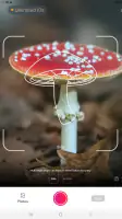 Picture Mushroom - Mushroom ID screenshot
