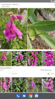 PlantNet Plant Identification screenshot