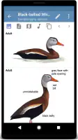 Sibley Birds 2nd Edition screenshot
